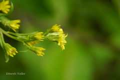 Solidago virga-aurea